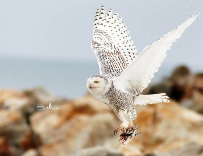 Snowy Owl with Food