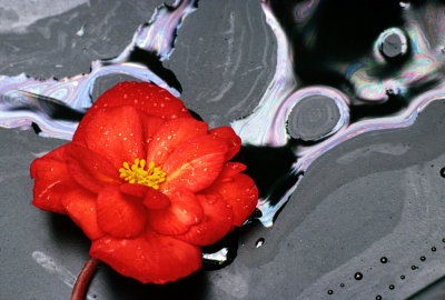 Flower on Oiled Water