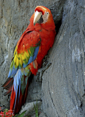 Busch Gardens Parrot 