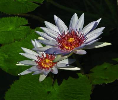 Lily Pad Duo