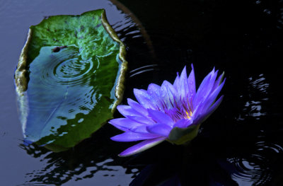 Lilly Pad & Flower