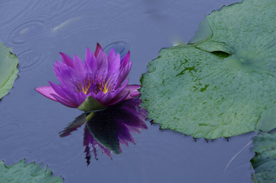 Garden Lily Pond