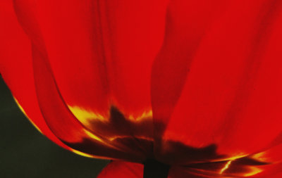 Red Tulip