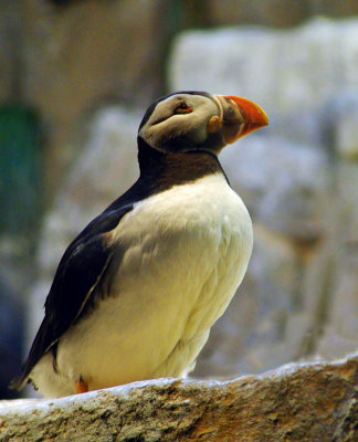 Puffin