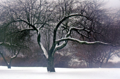 Tree in a Snowstorm