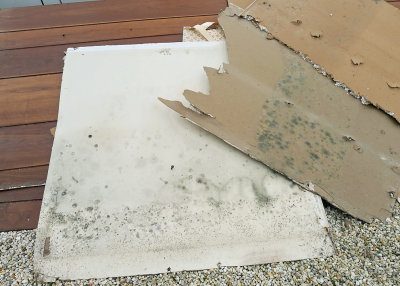 PIECES OF THE DRYWALL WE REMOVED, SHOWING TWO DISTINCT TYPES OF MOLD