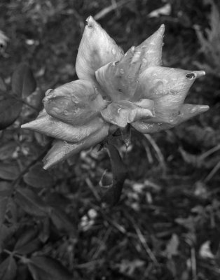 LAST ROSE OF SUMMER  -  PREVIOUS IMAGE, CONVERTED TO B&W