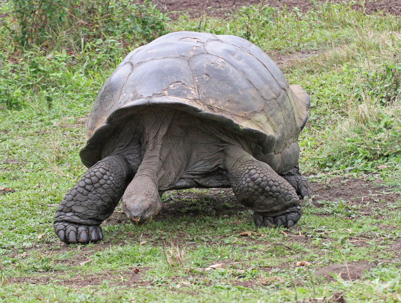 very large very old land tortoise.jpg