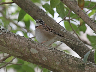 rufous collared sparrow.jpg