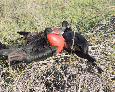 another displaying male with female frigate birds.jpg