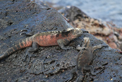 marine iguanas on Floreana