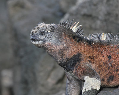what looks like teeth are actually markings below its mouth.jpg