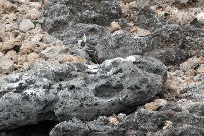 Floreana mockingbird 2.jpg
