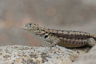 lava lizard on Floreano.jpg