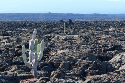 lava fields on Isabella.jpg