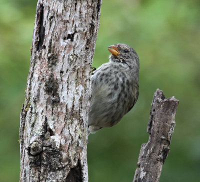 small ground finch