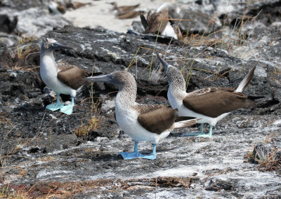 blue footed boobies on Isabela.jpg