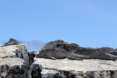 marine iguanas soaking up sunshine