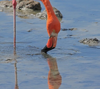 flamingo 8-7 2.jpg