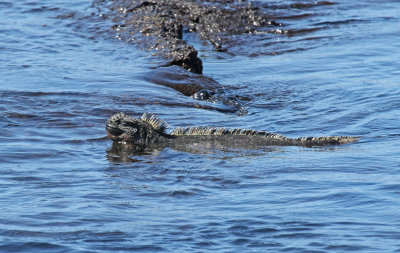 marine iguana returning to land.jpg