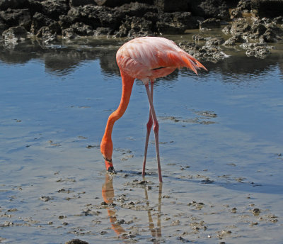 flamingo 8-7.jpg