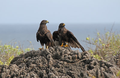 Galapagos hawks.jpg