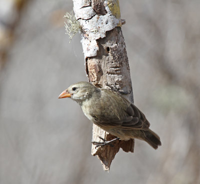 woodpecker finch