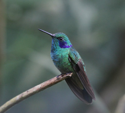 green violet ear