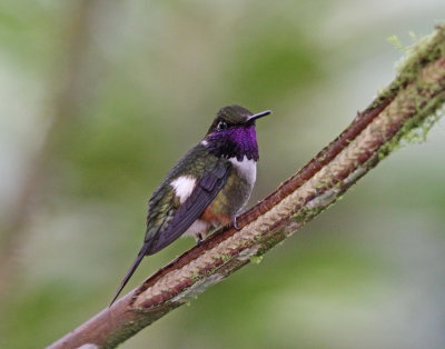purple throated woodstar, almost as small as Cubas bee hummingbird