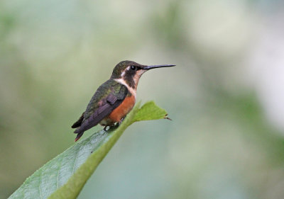 purple throated woodstar female