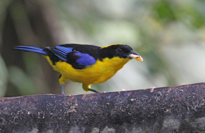 blue-winged mountain tanager