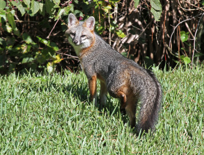 common gray fox.jpg