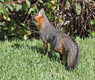 common gray fox 2.jpg