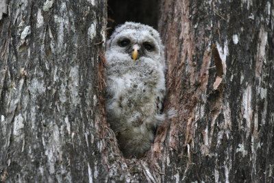 barred owl chick.jpg