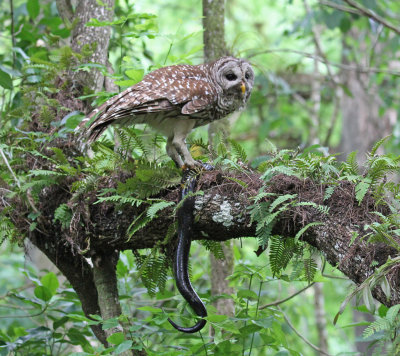 barred owl with very large amphiuma.jpg