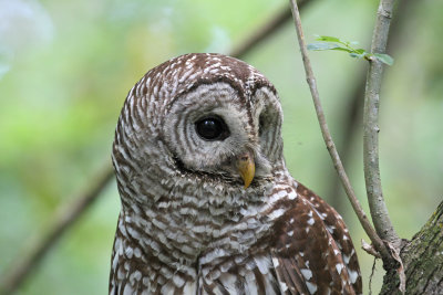 barred owl closeup.jpg