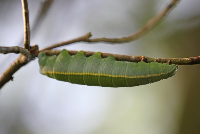 fig sphinx moth caterpillar
