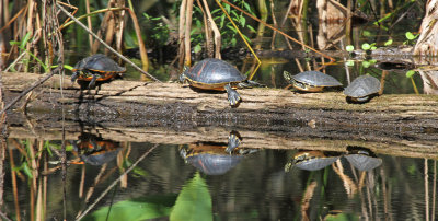 turtle reflections.jpg