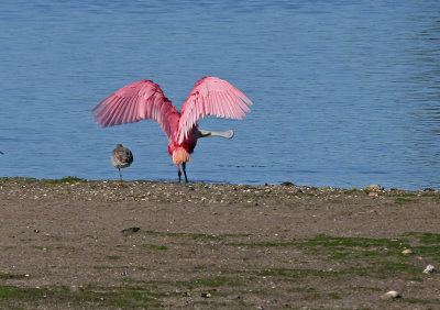 roseate spoonbill and willet.jpg