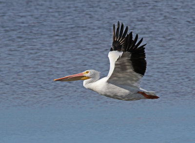 American white pelican.jpg