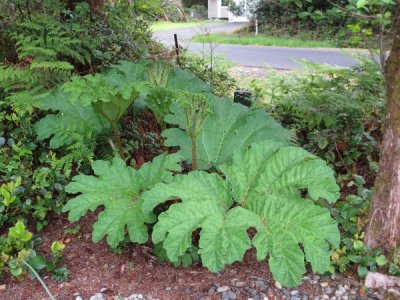 Don't know what this is called. It's going to get huge. Have one in back yard, also. 