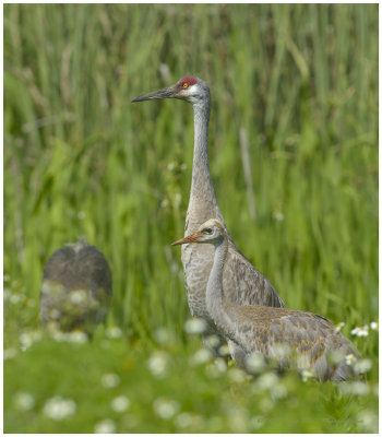 Grand oiseau (Large bird)