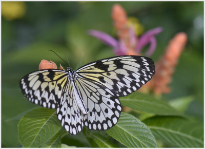 Butterflies and Insects