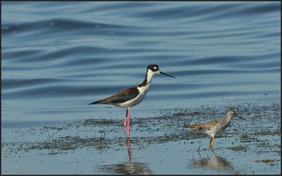 Oiseaux de rivage (Shore Birds)