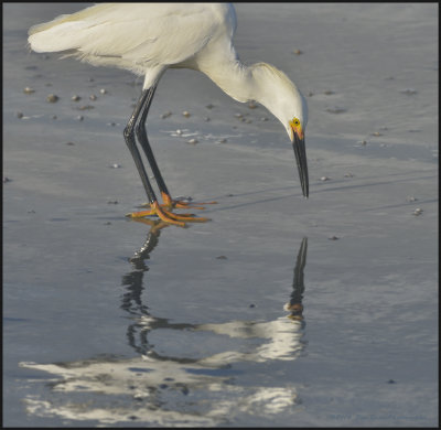 Aigrettes (Egrets)