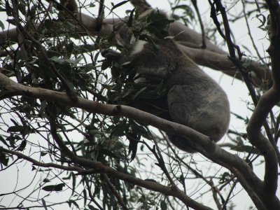 Koalas