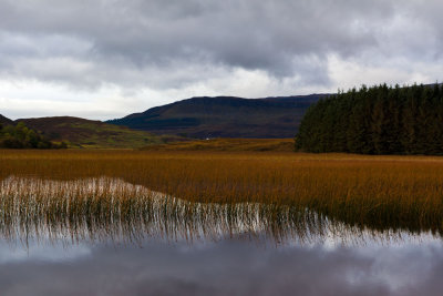 Reeds
