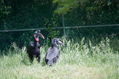 ORGugbirds.jpg