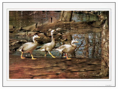 Ducksjpg
