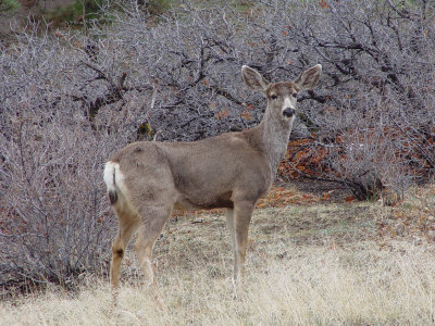 ORGdeer.jpg
